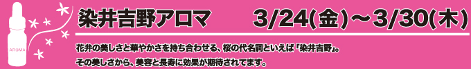 3月24〜3月30日 染井吉野アロマ